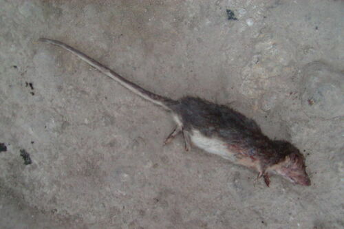 Stolzmann's crab-eating rat (Ichthyomys stolzmanni) — Data Deficient Mammalia