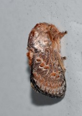 Pseudanapaea denotata