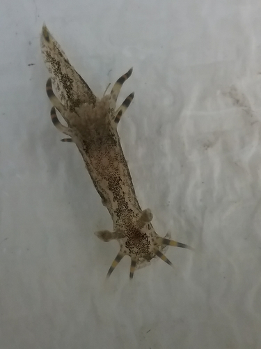 Polycera hummi