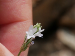 Lavandula subnuda