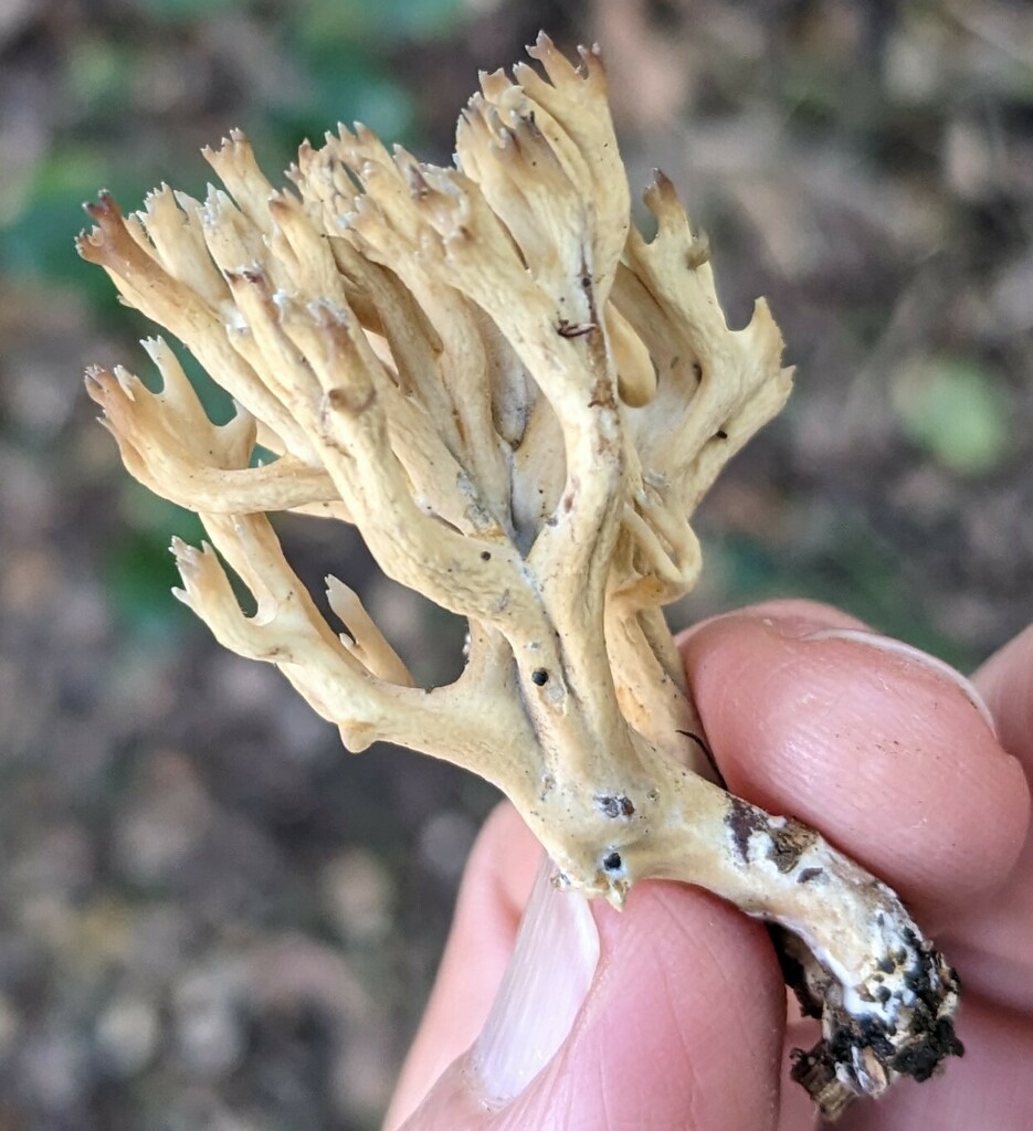 Phaeoclavulina alboapiculata