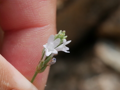 Lavandula subnuda