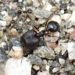 Pheidole rhea
