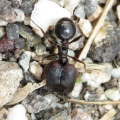 Pheidole rhea