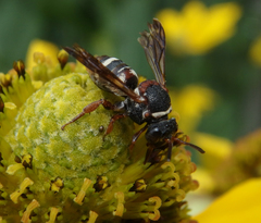 Epeolus bifasciatus