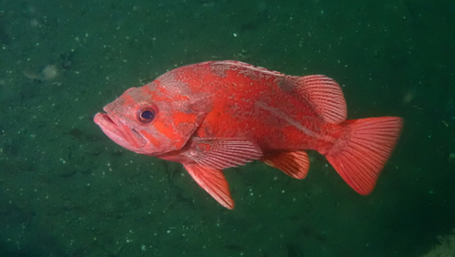 Rock cod (Sebastes miniatus) — Sebastidae — 5