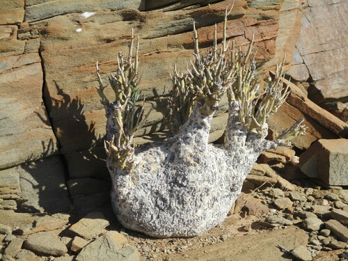 Image of Adenia pechuelii by no rights reserved