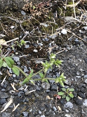 Cerastium