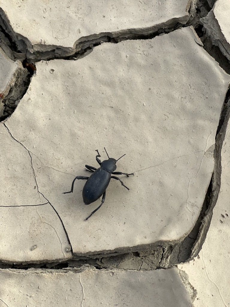 Armored Stink Beetle from Borrego Springs, CA, US on January 15, 2024 ...