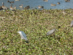 Nycticorax nycticorax