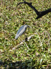 Nycticorax nycticorax
