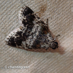 Salma ridiculalis