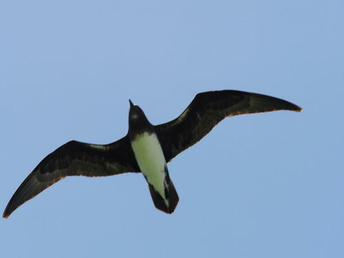Phoenix Petrel (Pterodroma alba)