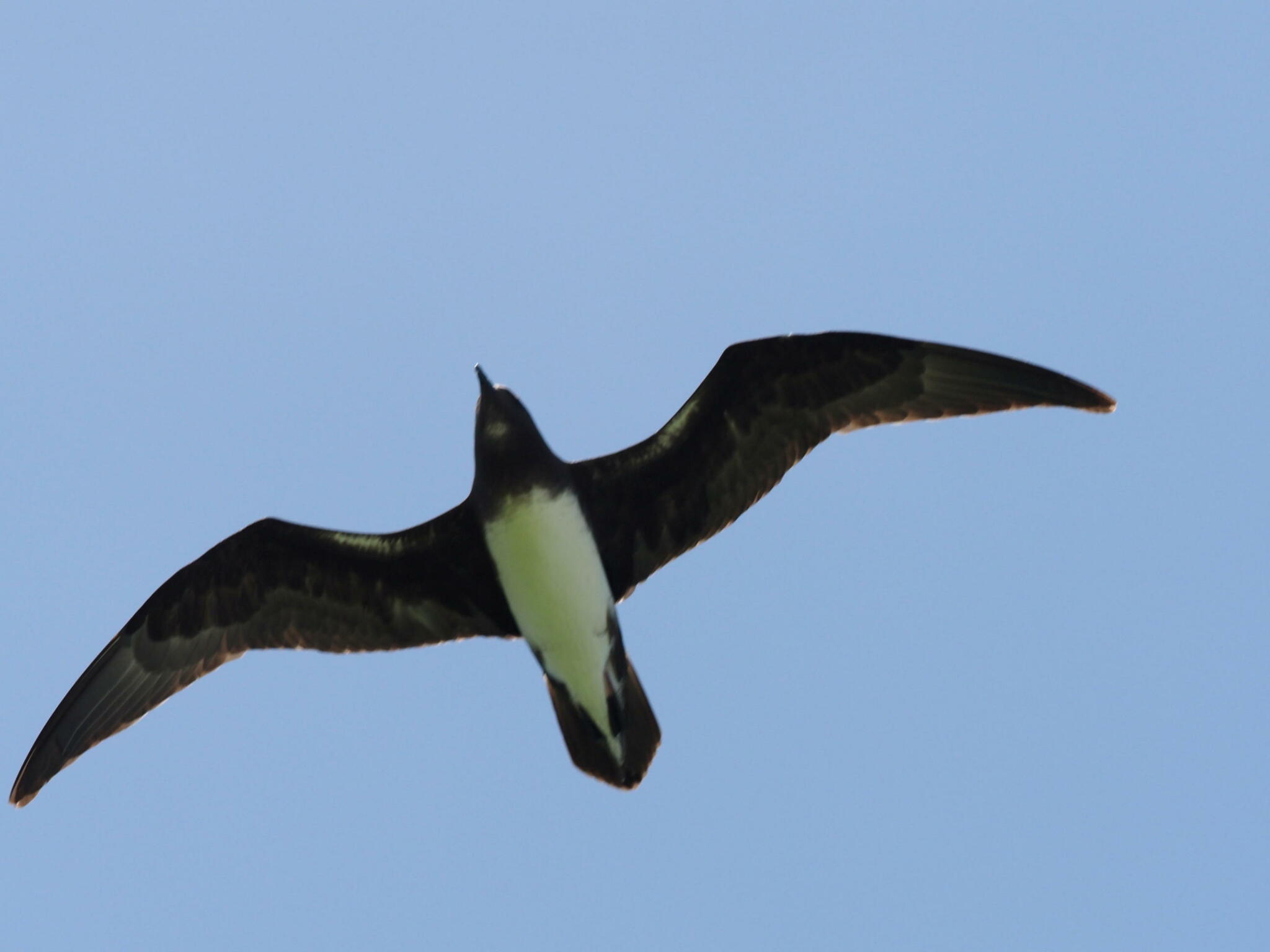 Phoenix Petrel (Pterodroma alba), photo 1