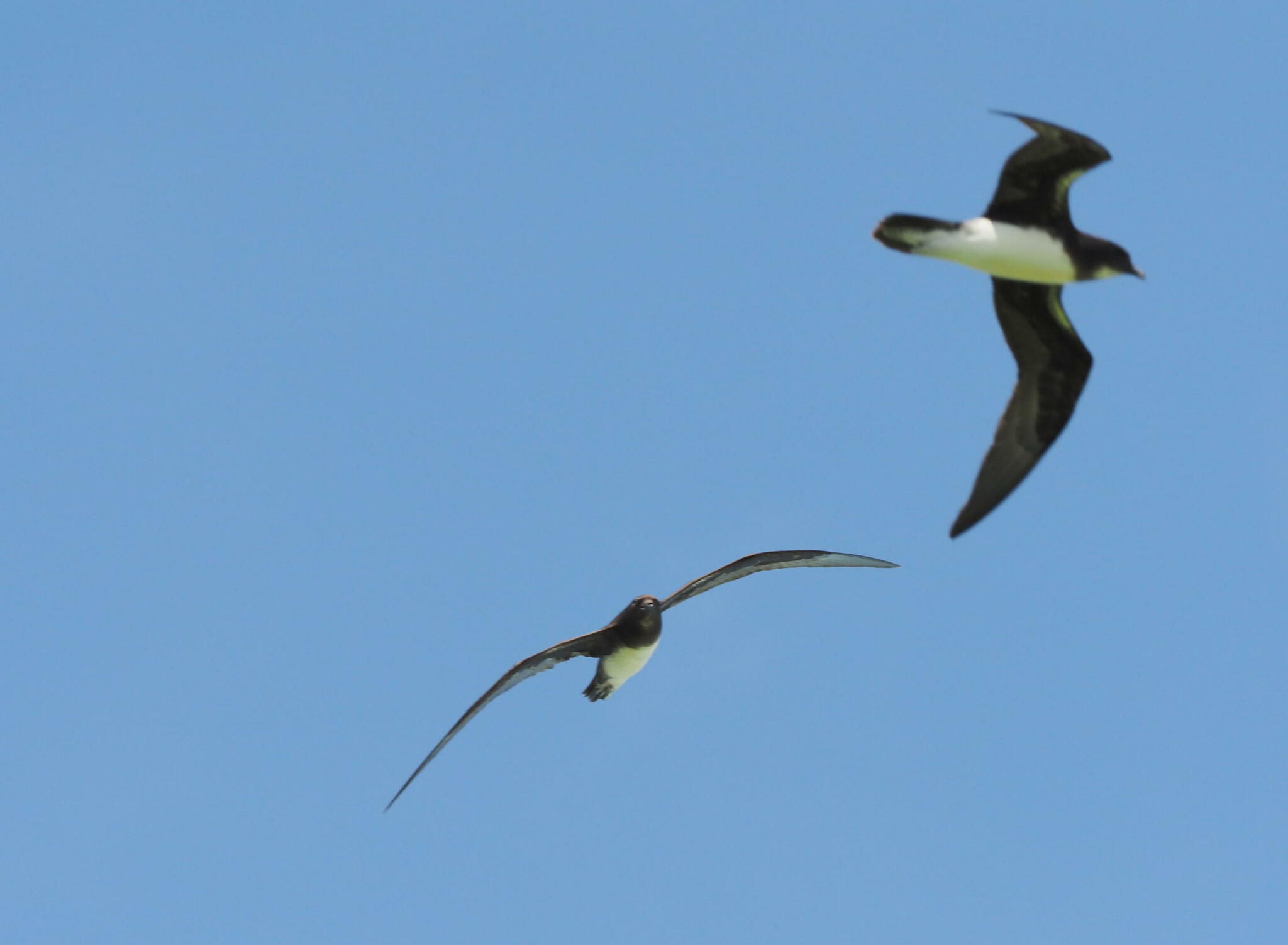 Phoenix Petrel (Pterodroma alba), photo 2