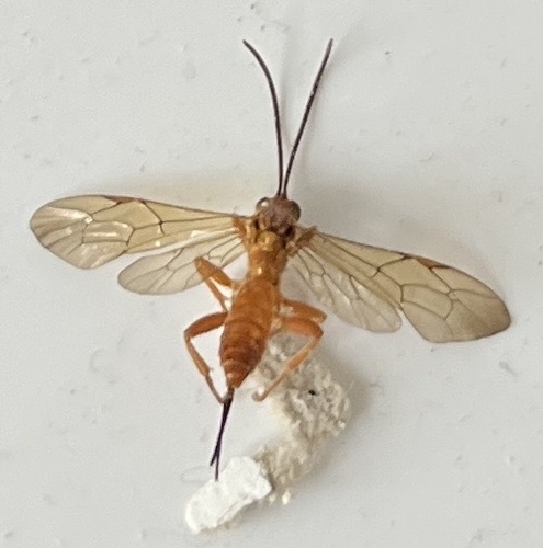 Theronia atalantae