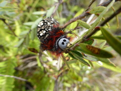 Lepidoptera
