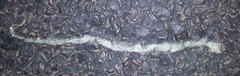 Psammophis brevirostris
