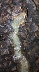 Psammophis brevirostris