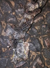 Psammophis brevirostris
