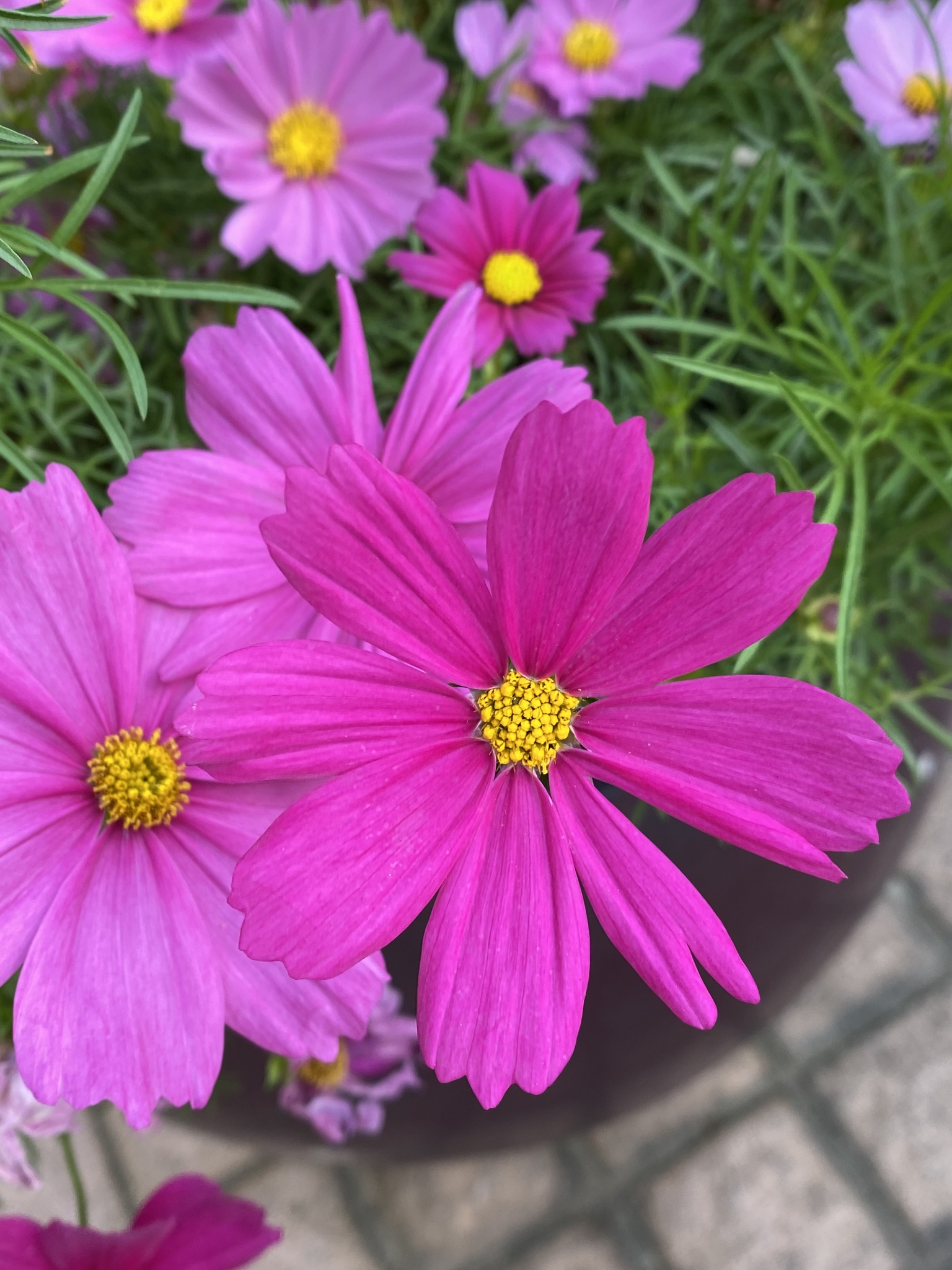 Imagem de Margarida-dos-jardins