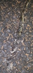 Psammophis brevirostris