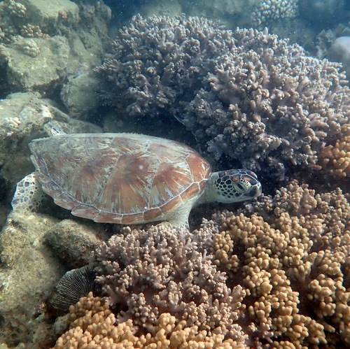 Green turtle