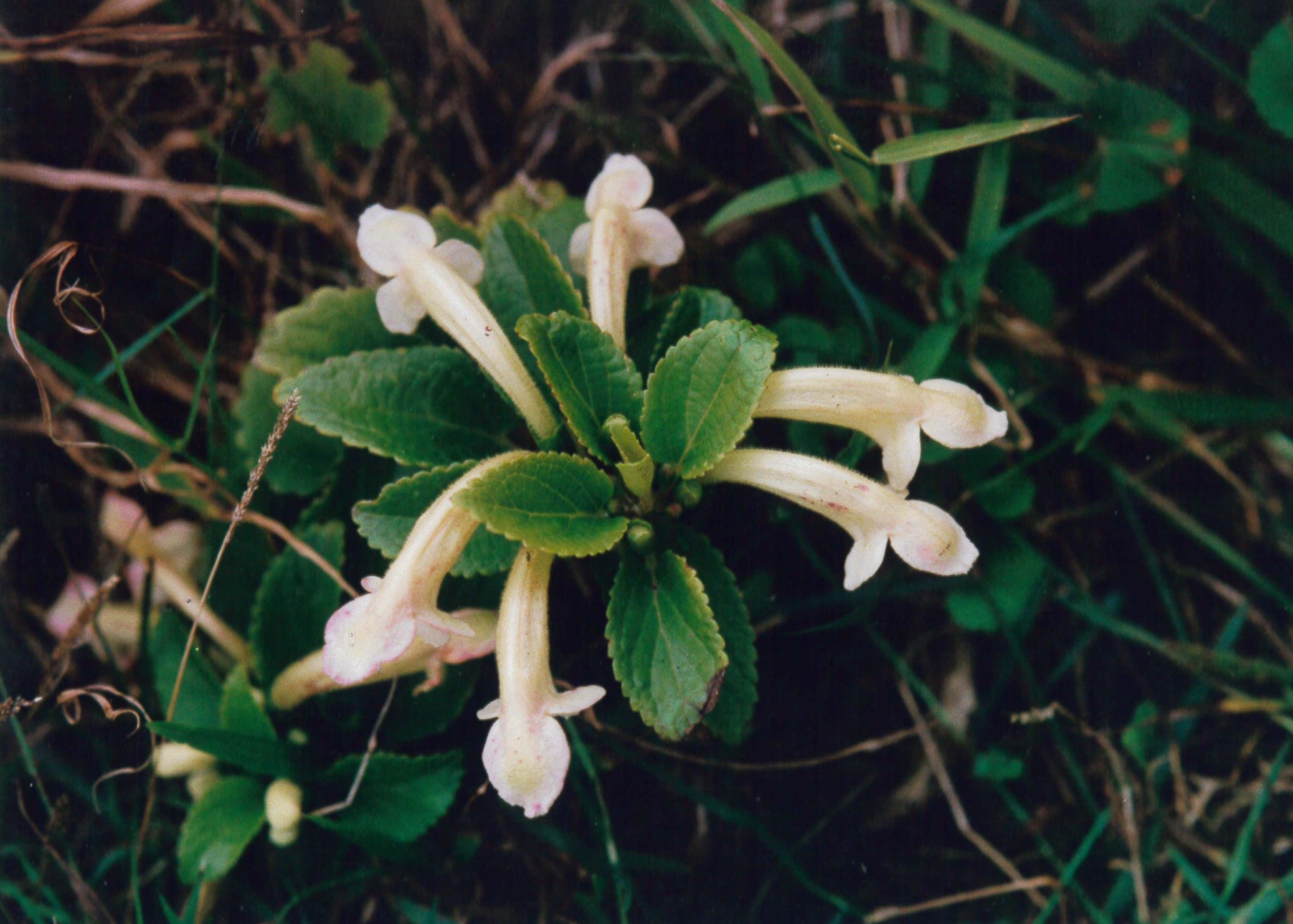 Stenogyne kamehamehae