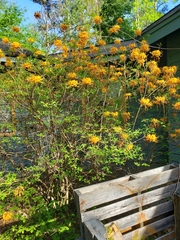 Rhododendron austrinum