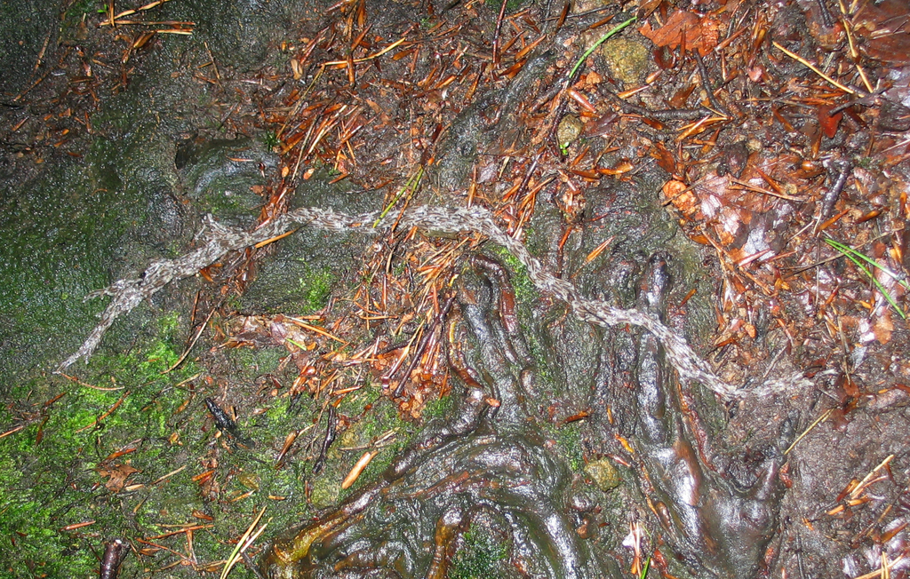 Sciara militaris