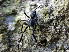 Liophrurillus flavitarsis