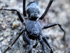 Liophrurillus flavitarsis