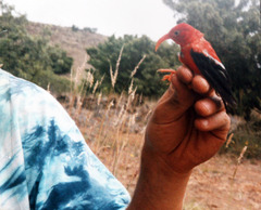 Drepanis coccinea