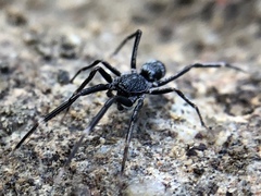 Liophrurillus flavitarsis
