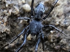 Liophrurillus flavitarsis