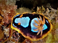 Chromodoris westraliensis