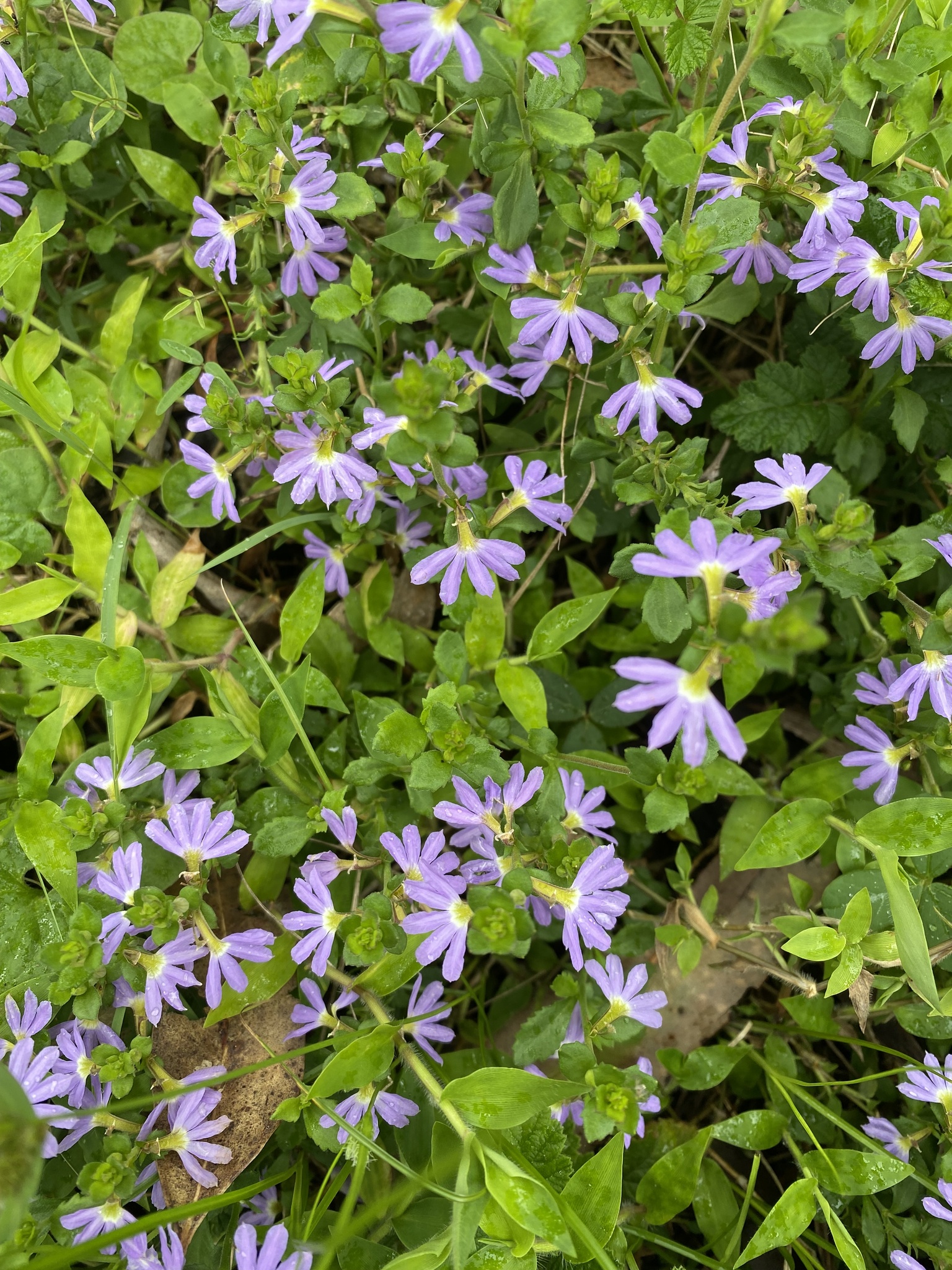 Imagem de Scaevola