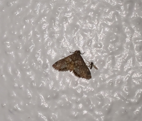Dimorphic Leafcutter Moth