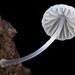 柔軟小菇 - Photo 由 Alan Rockefeller 所上傳的 (c) Alan Rockefeller，保留部份權利CC BY