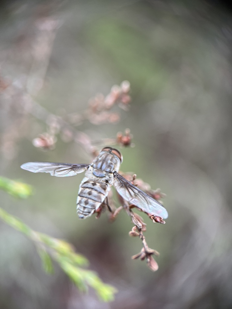 Tangleveined Flies from Ashwood Rd, Kenthurst, NSW, AU on January 16 ...