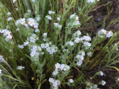 Cryptantha leiocarpa
