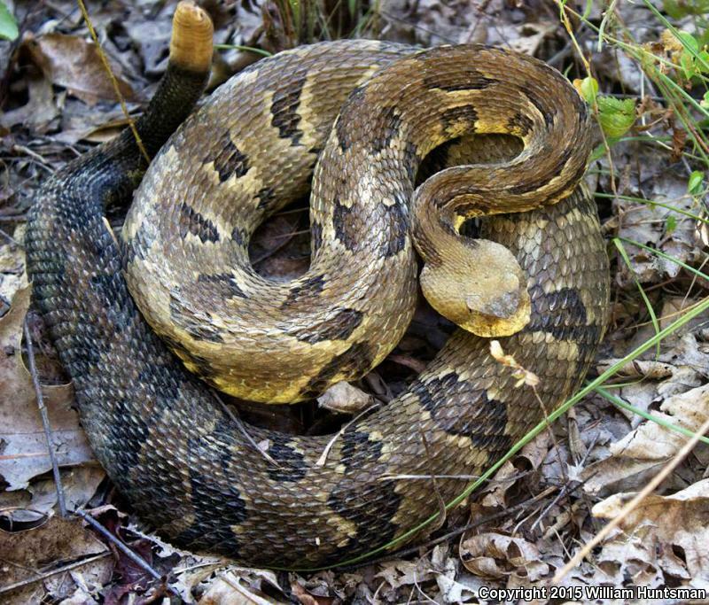 Timber Rattlesnake from Carter County, KY, USA on August 24, 2015 at 01 ...