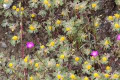 Acmispon brachycarpus