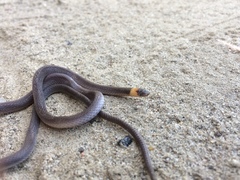 Enulius flavitorques
