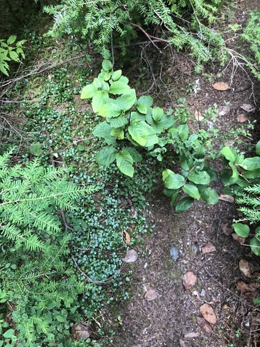 Found Lake Trail
