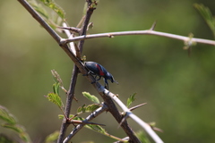Polyclaeis equestris