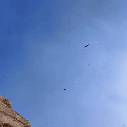 Black Kite