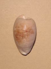 Cypraeovula capensis