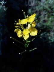 Erysimum franciscanum
