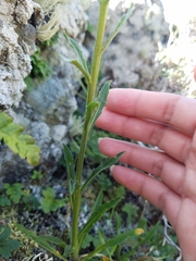 Erysimum franciscanum